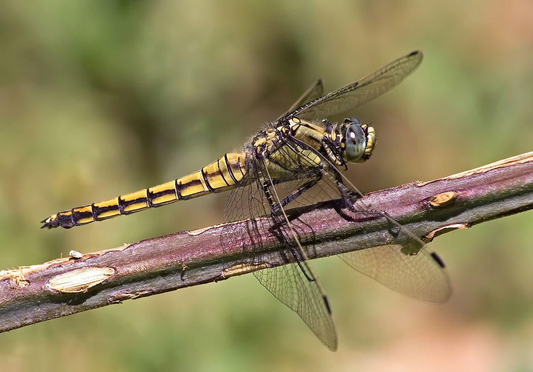 Orthetrum cancellatum female ?